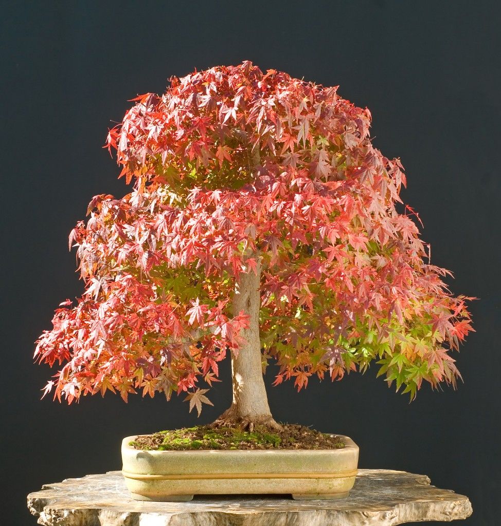 miniature japanese maple bonsai